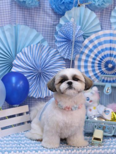 20231105みたらしちゃん